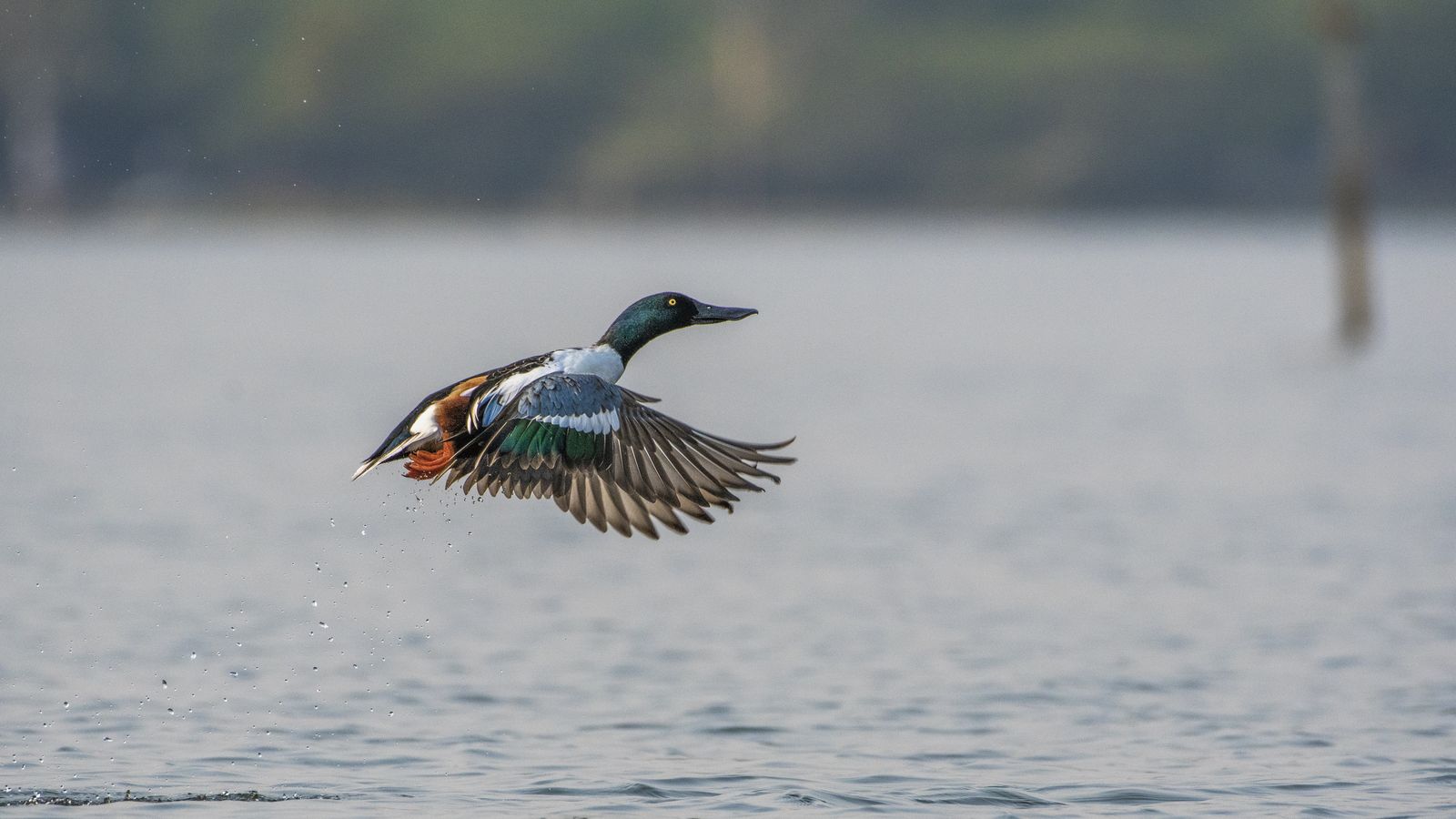 Birds 110