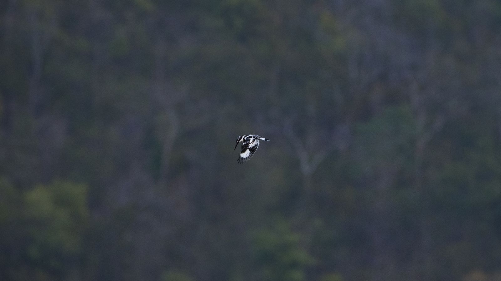 Birds 111