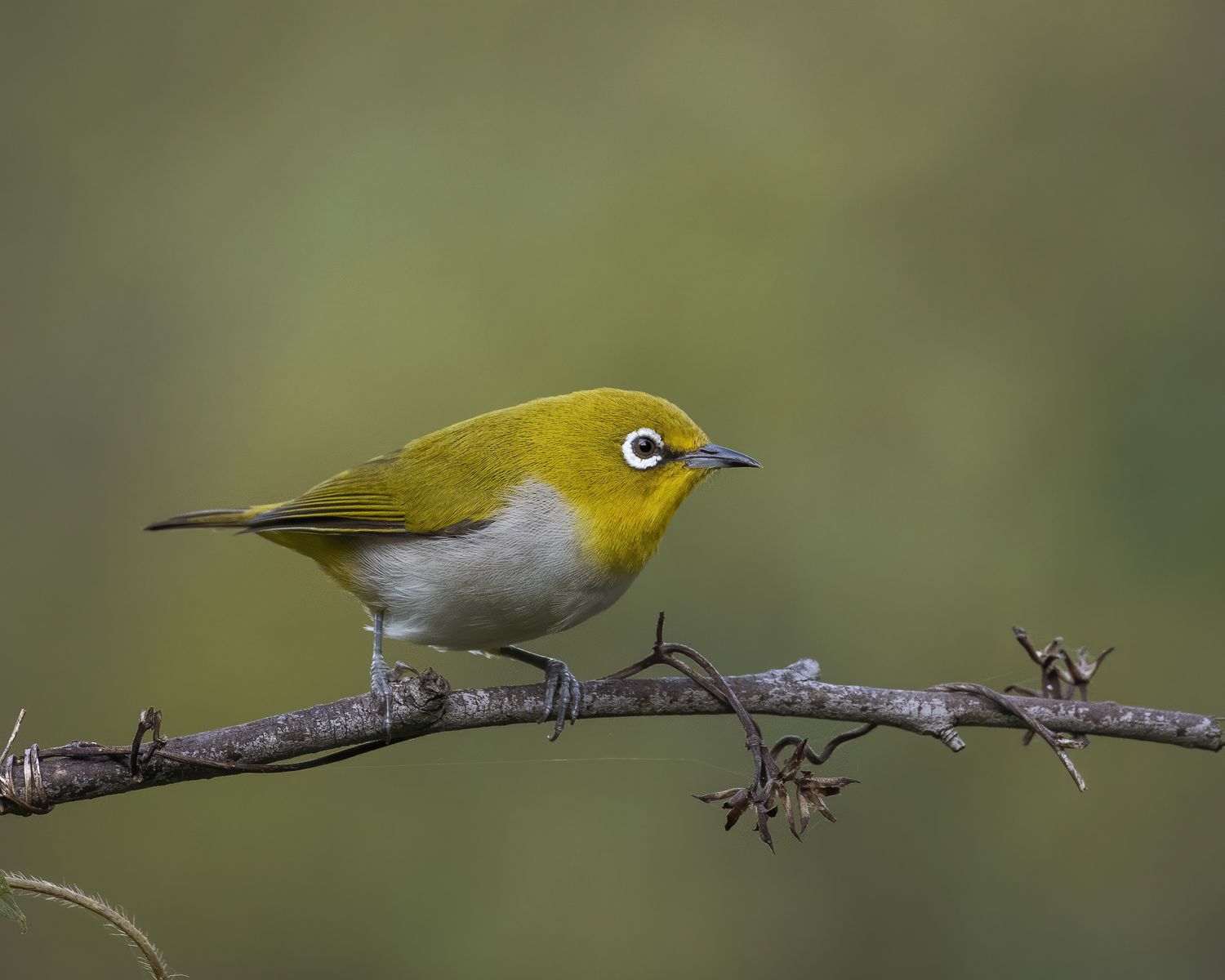Birds 113