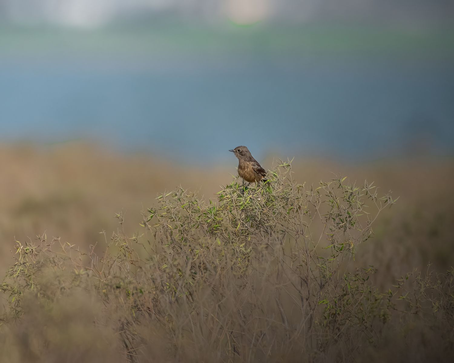 Birds 114