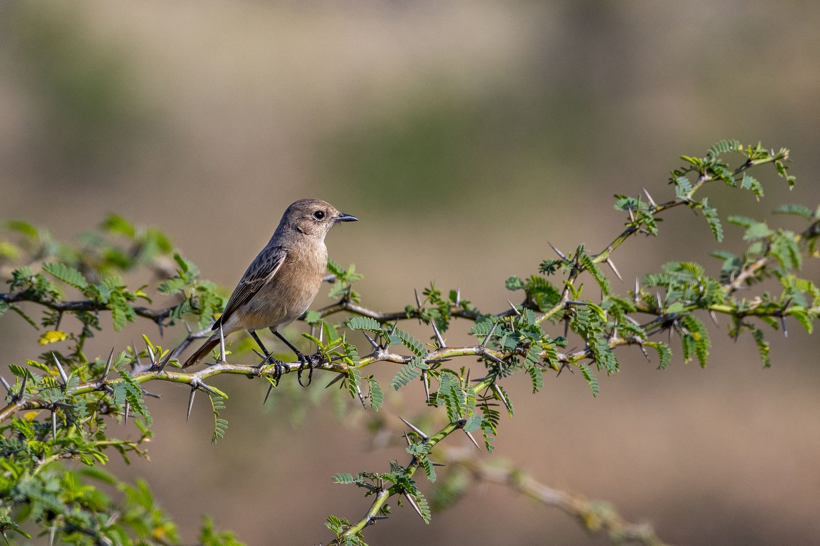 Birds 115