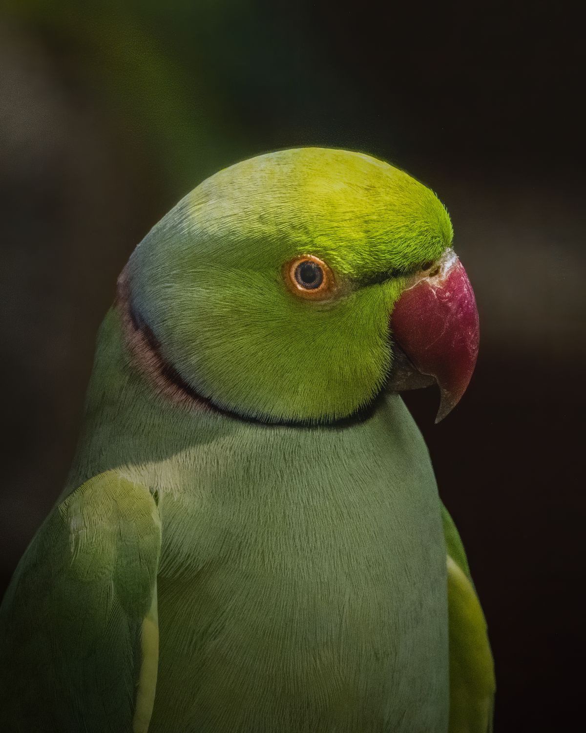 Birds 116