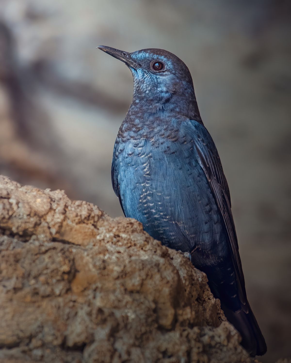 Birds 118