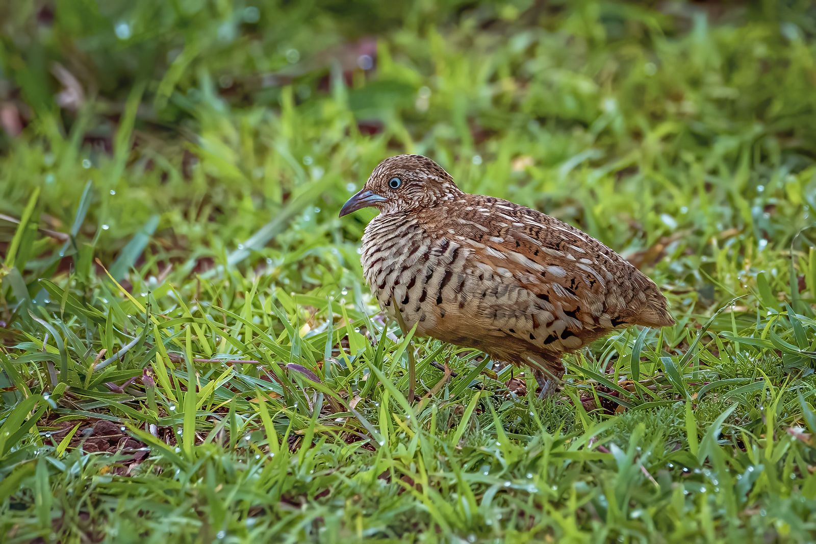 Birds 119