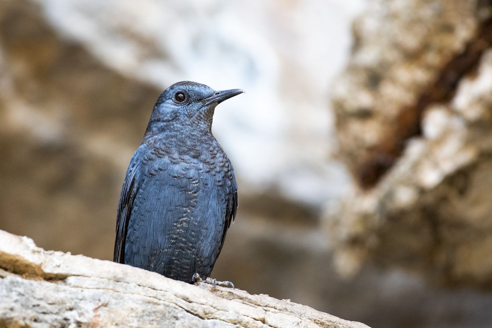 Birds 121