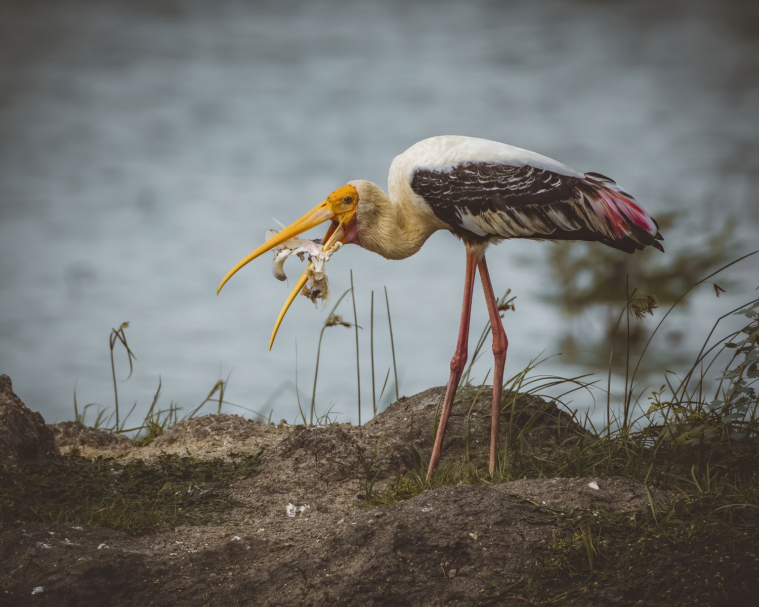 Birds 122