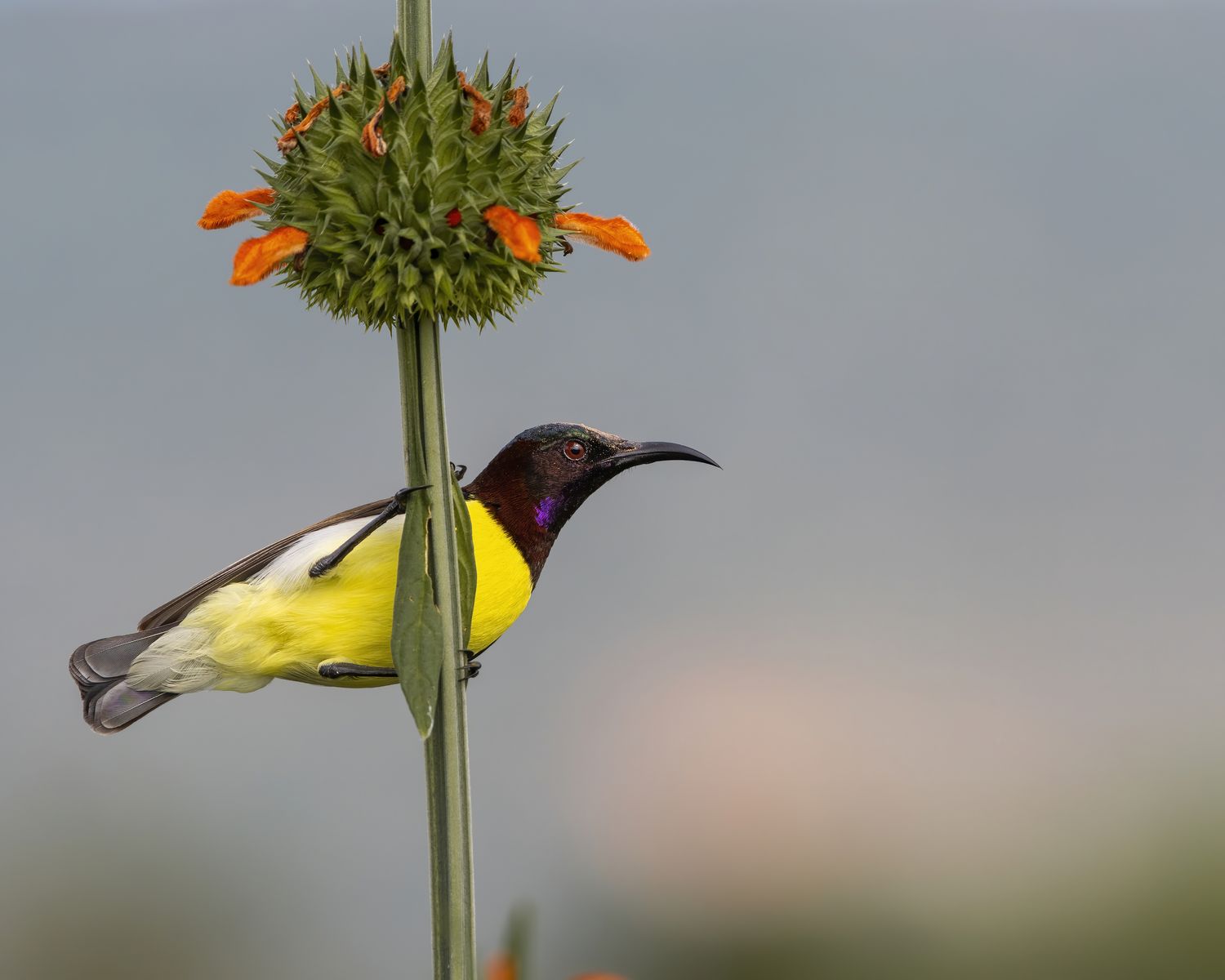 Birds 123
