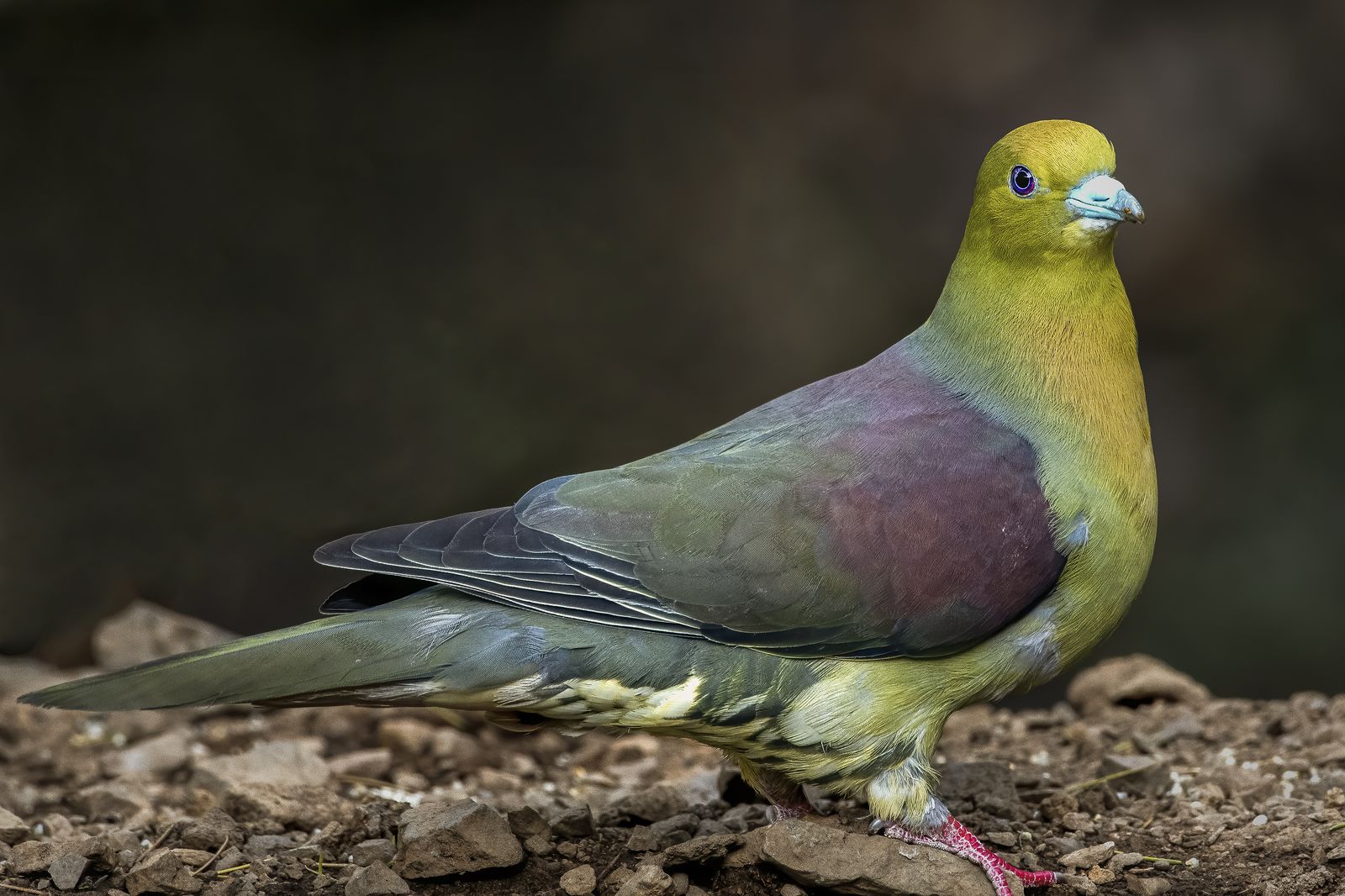 Birds 125