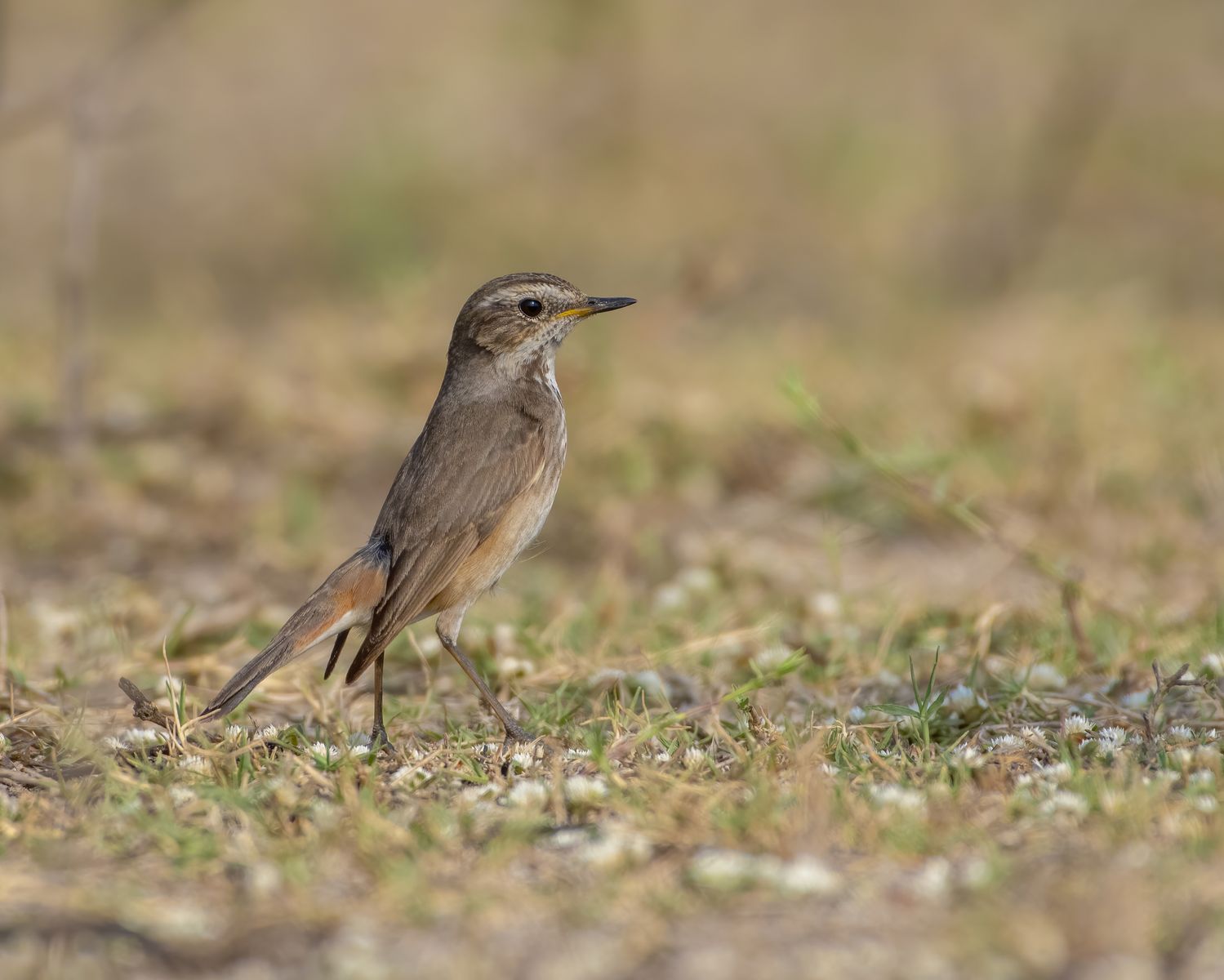 Birds 127