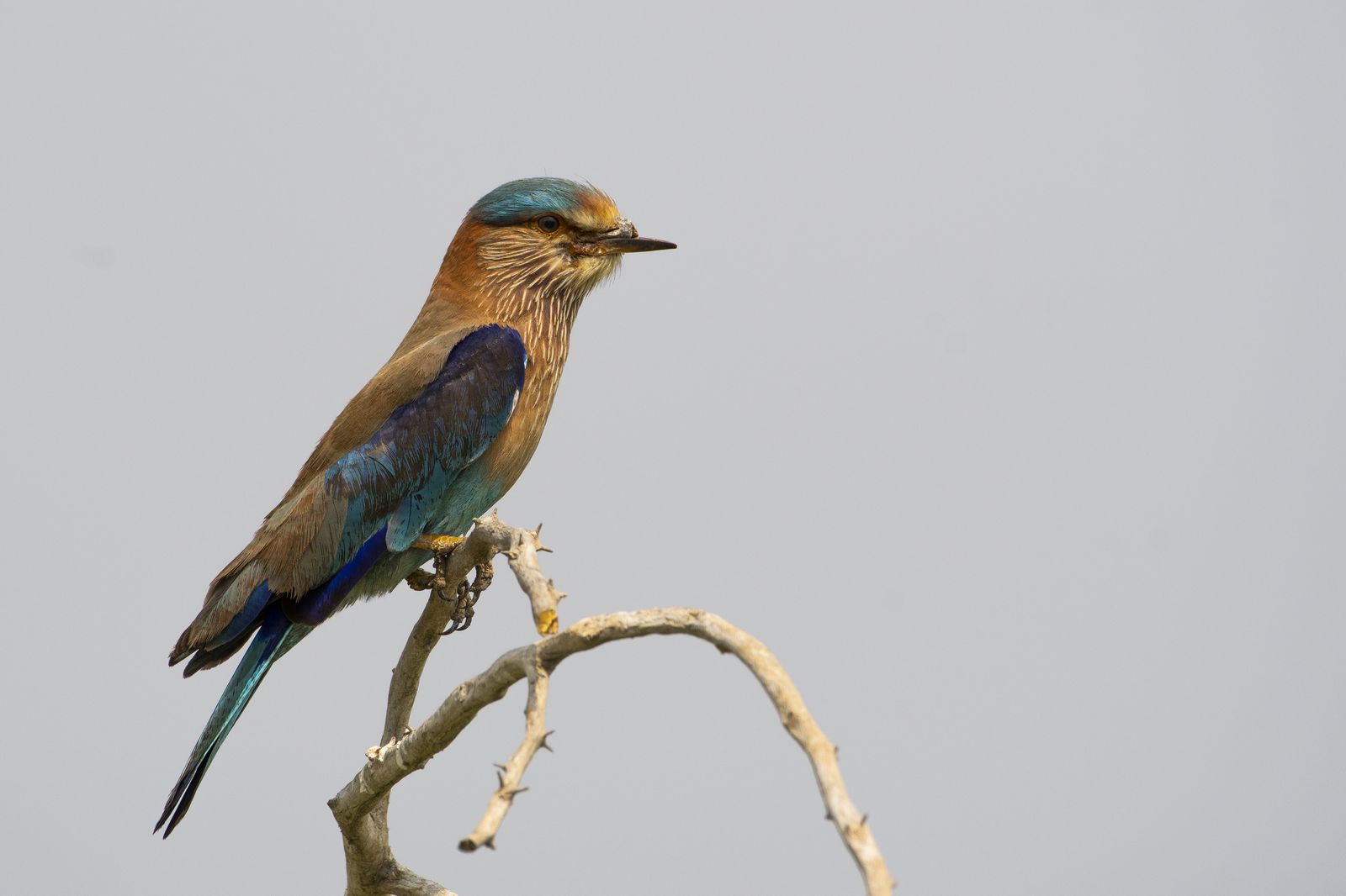 Birds 128