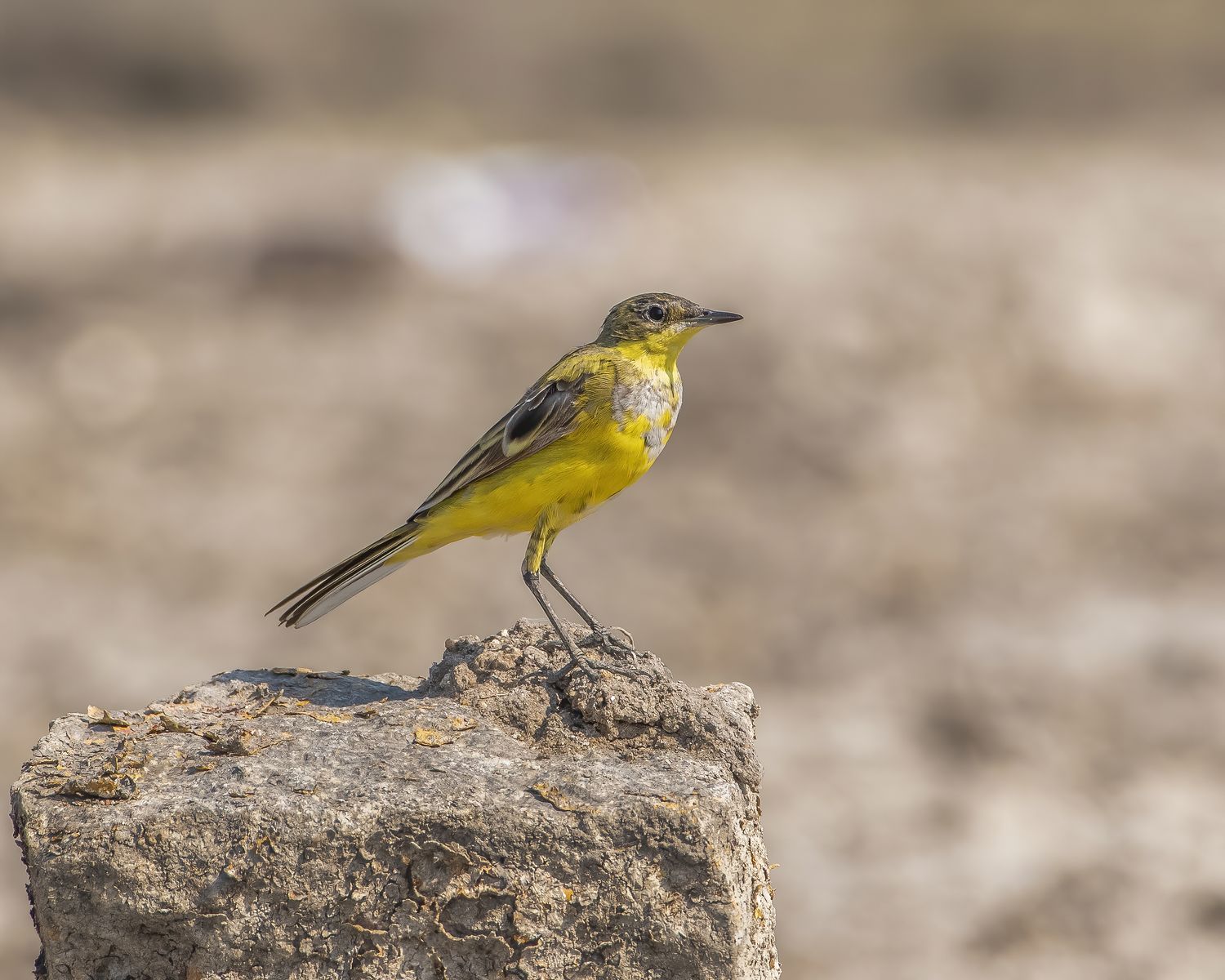 Birds 129