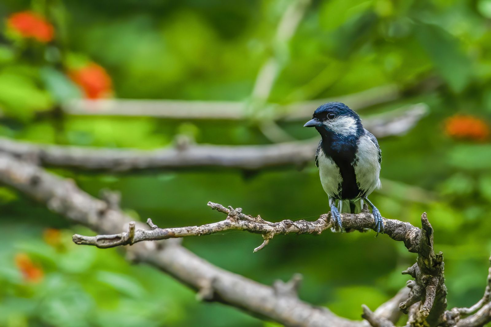 Birds 130
