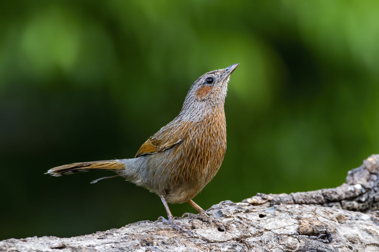 Birds 131