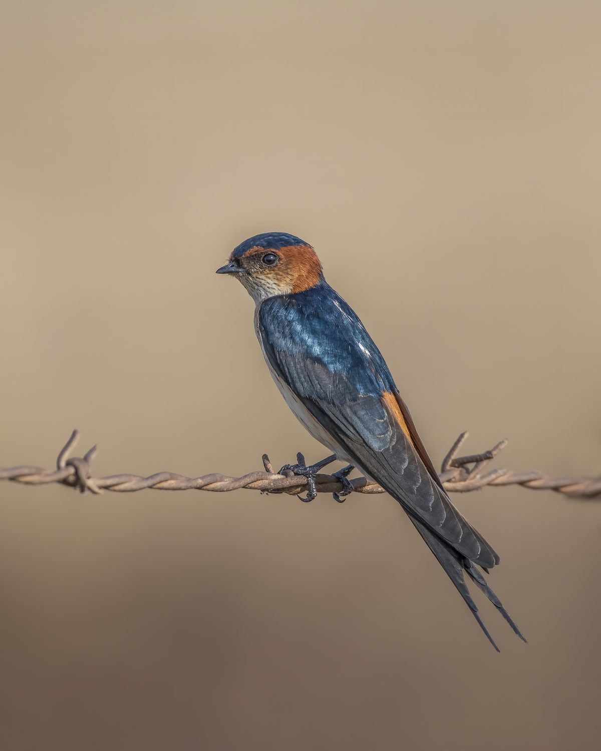 Birds 134