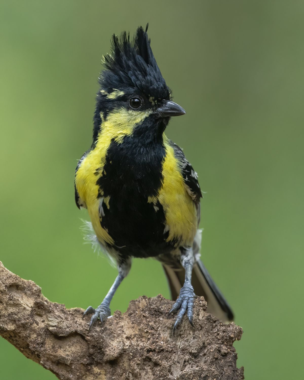 Birds 136