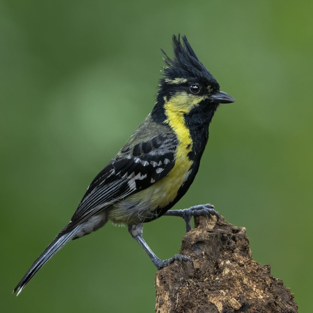 Birds 137