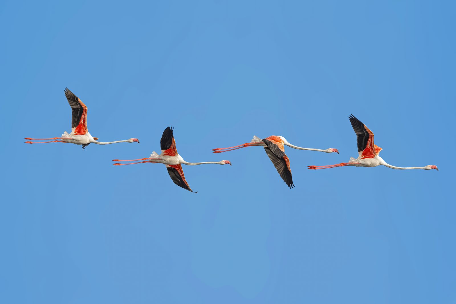 Birds 138