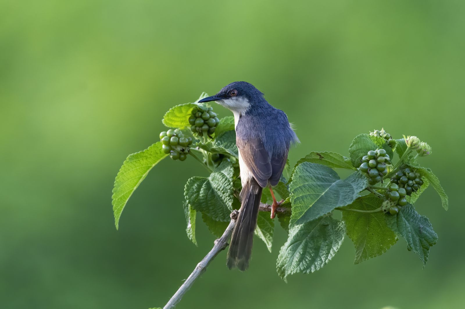 Birds 140