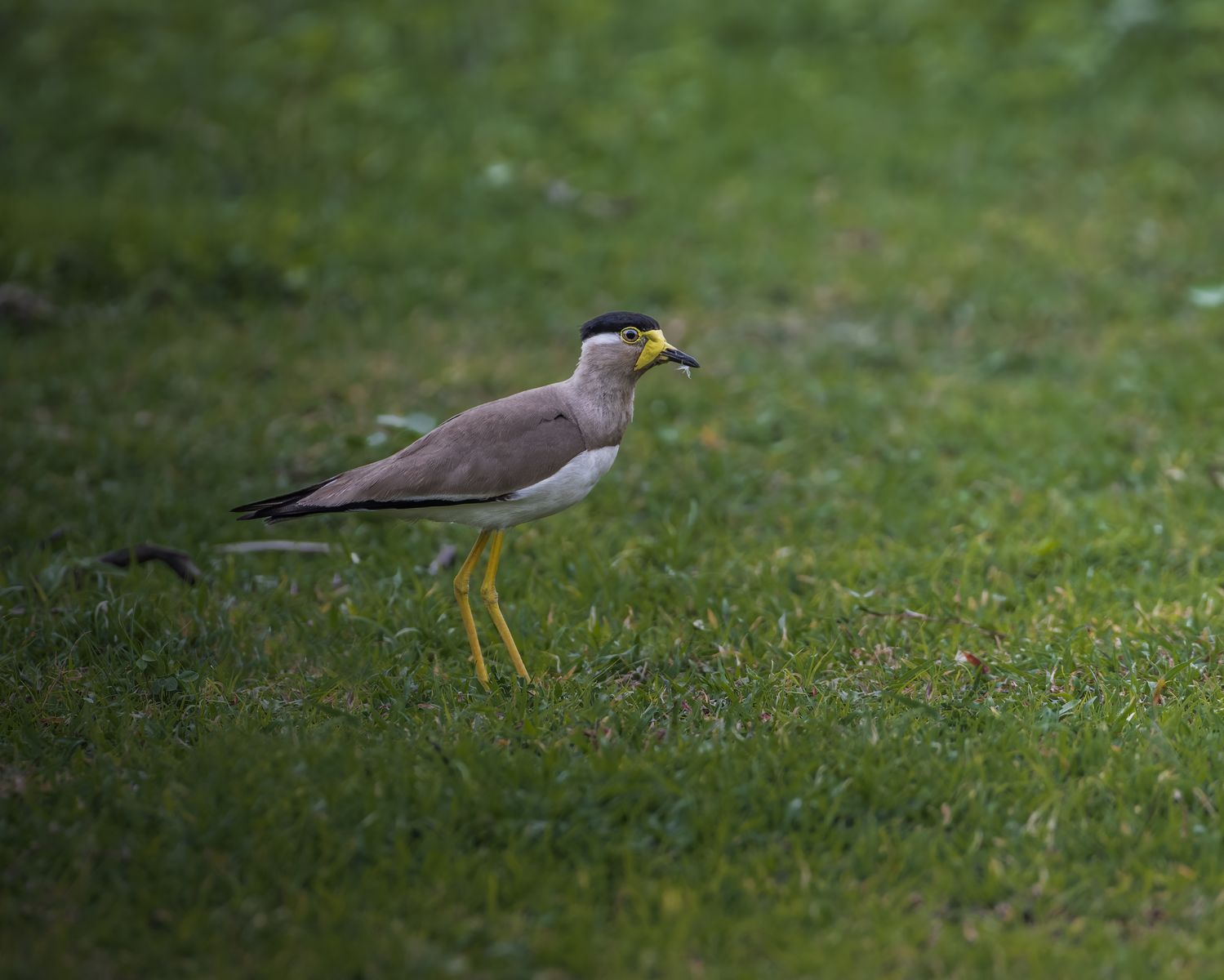 Birds 142