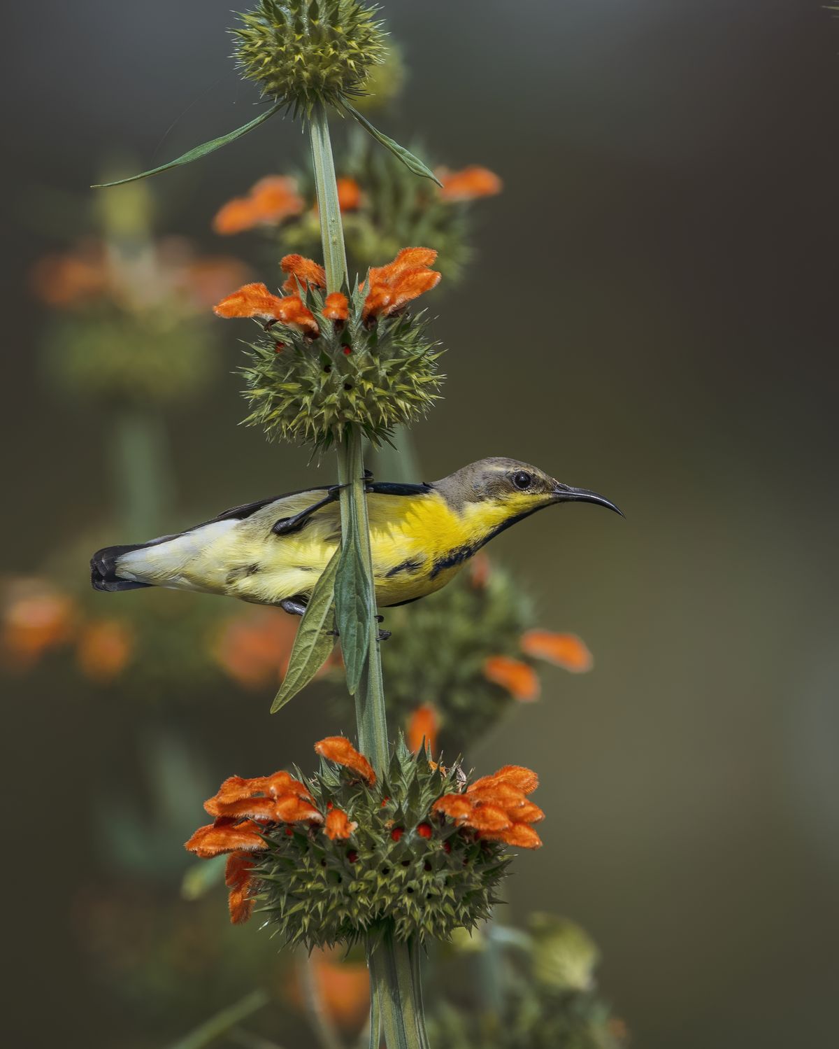 Birds 143