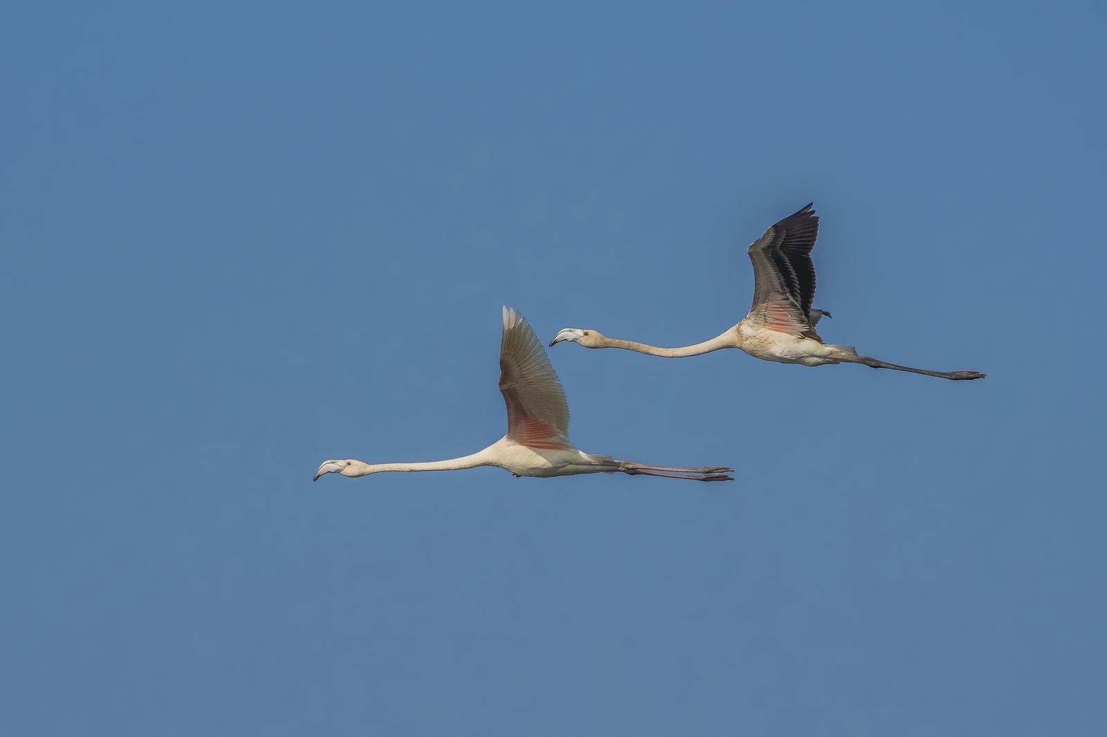 Birds 144