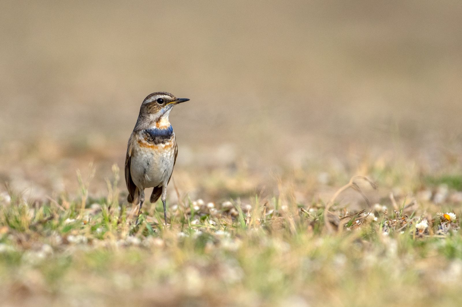Birds 145