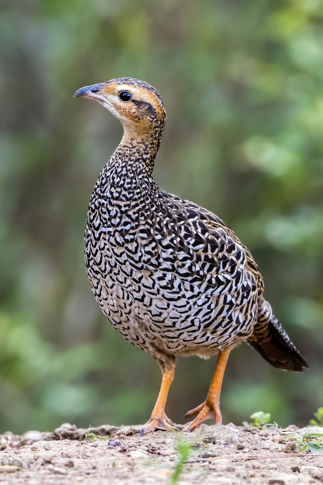 Birds 147
