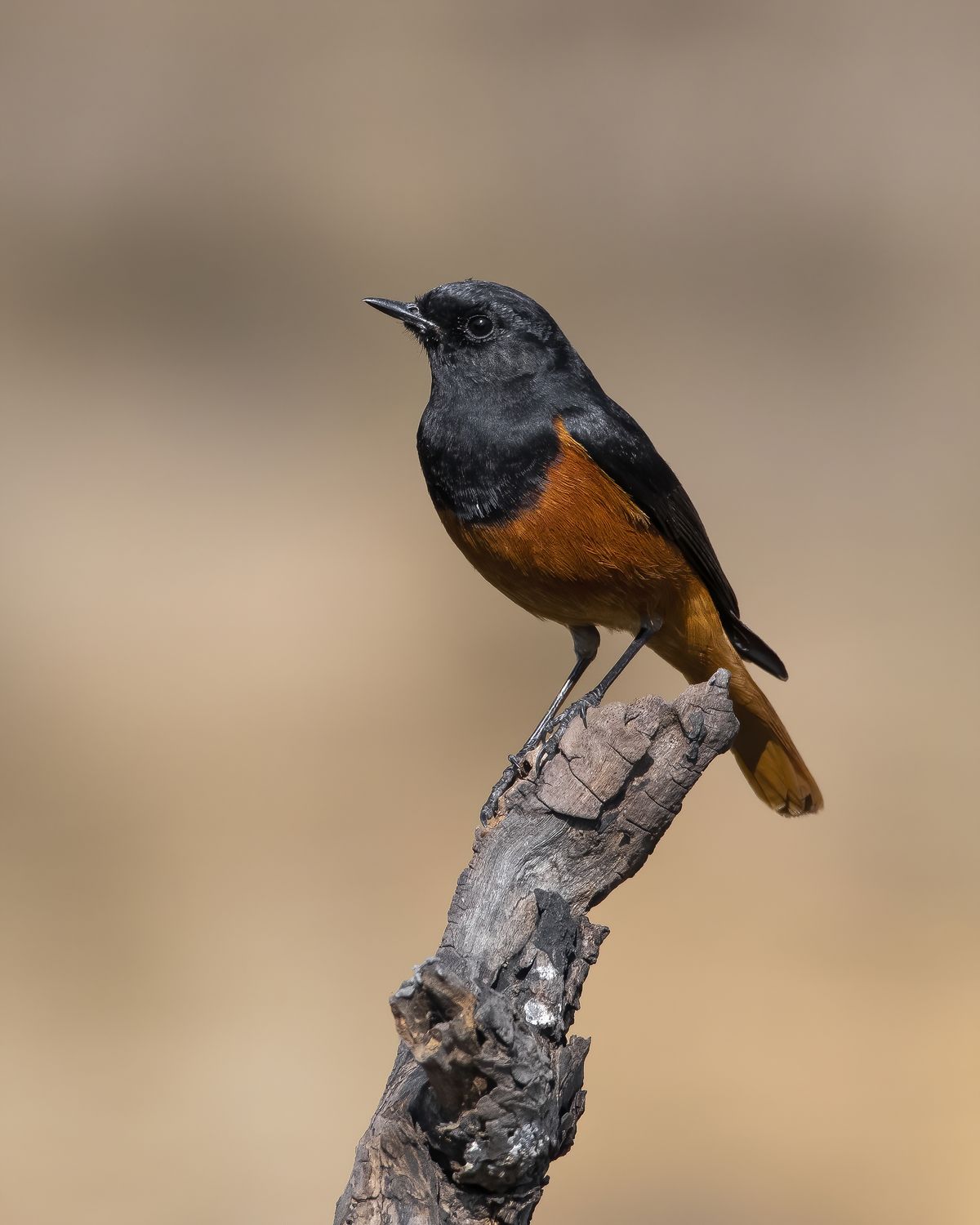 Birds 148