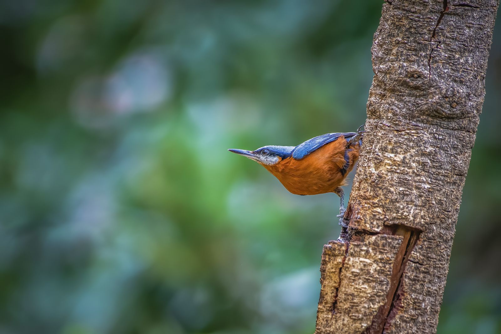 Birds 149