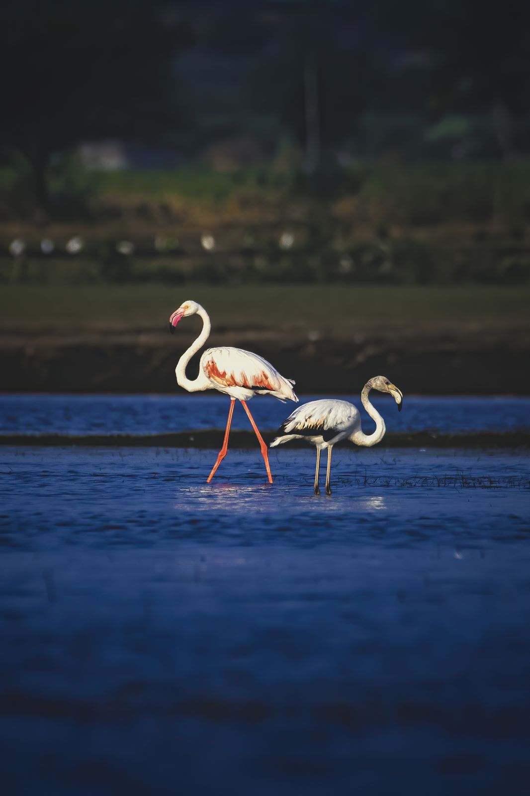Birds 150