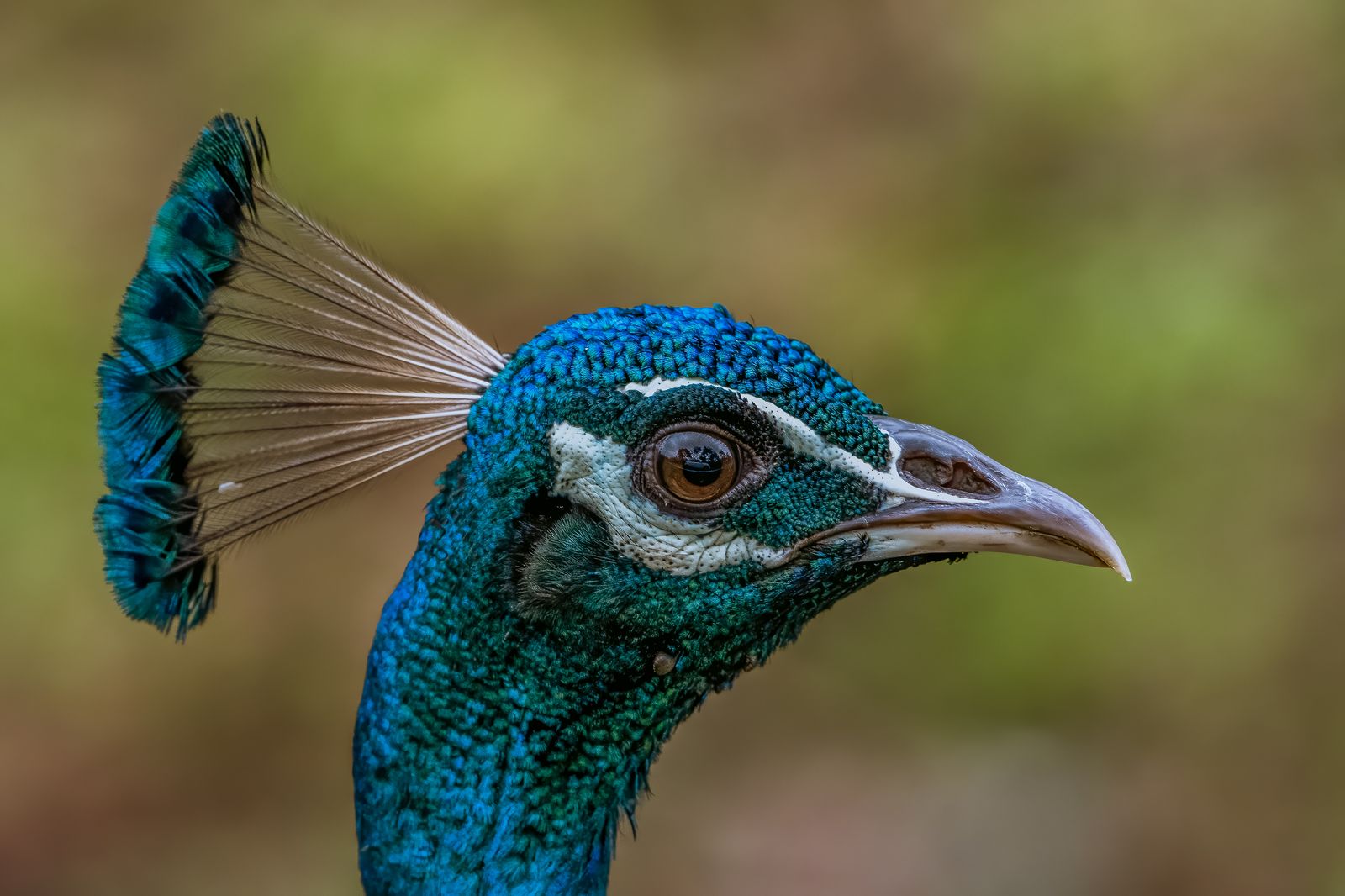 Birds 151