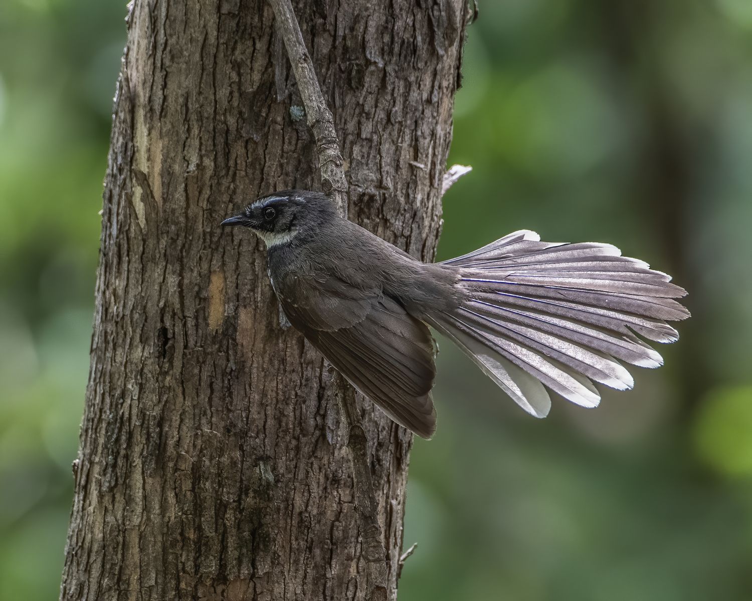 Birds 152