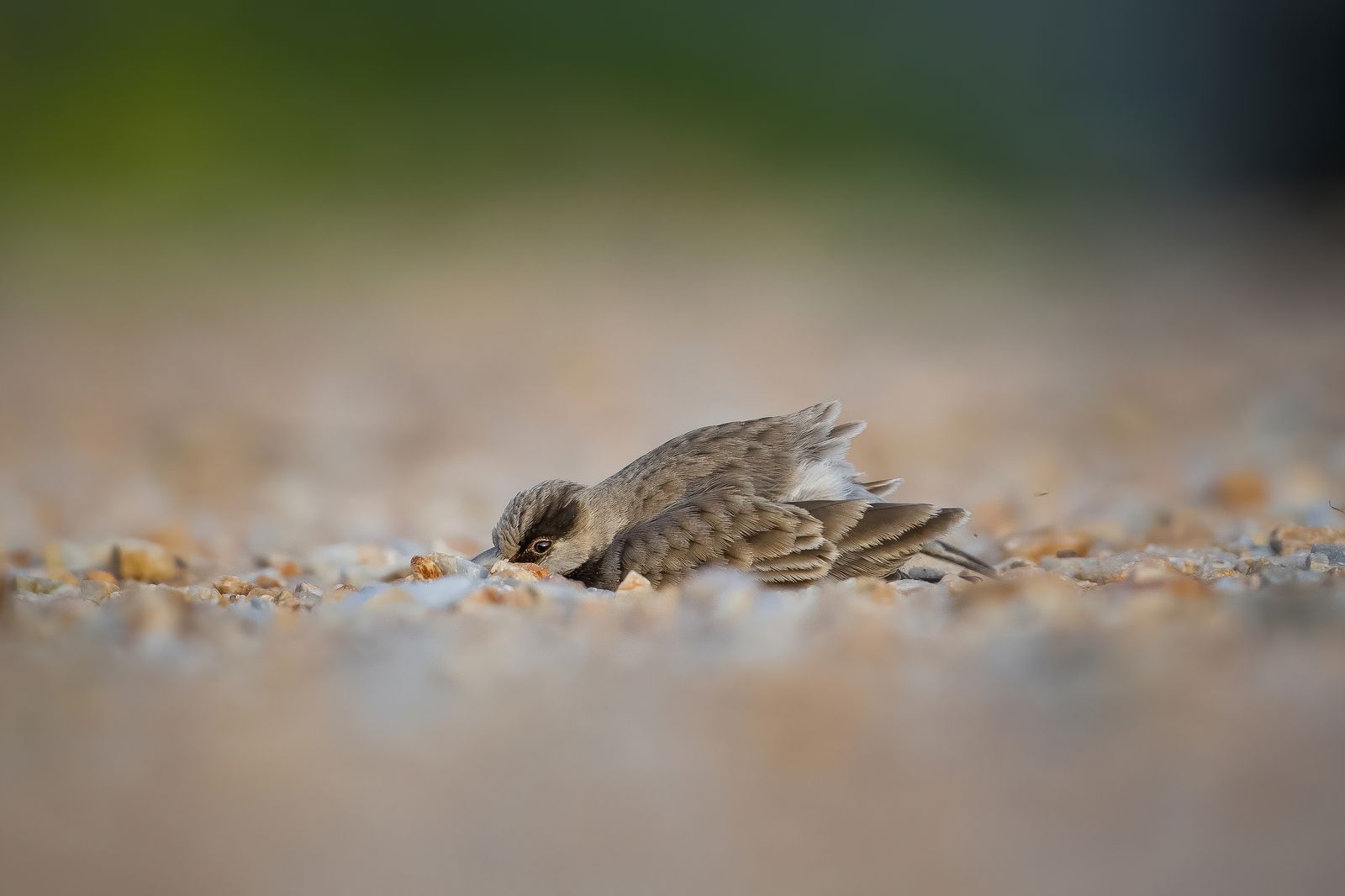 Birds 155