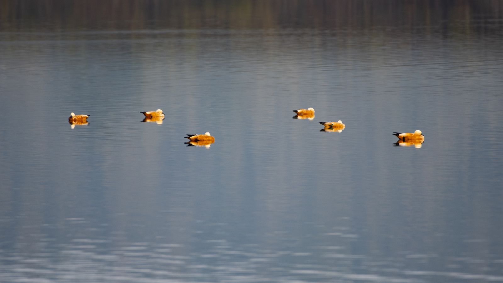 Birds 156
