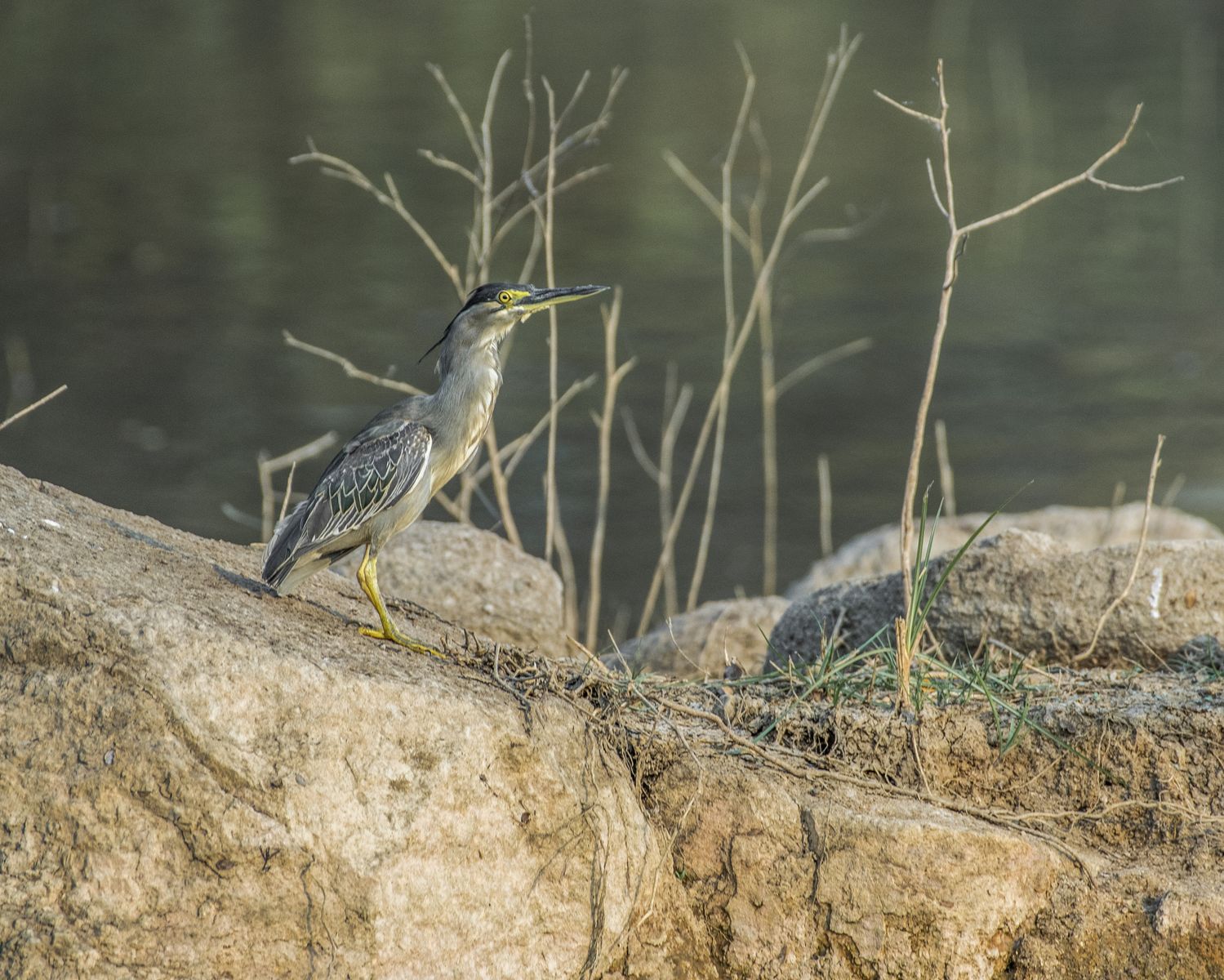 Birds 157