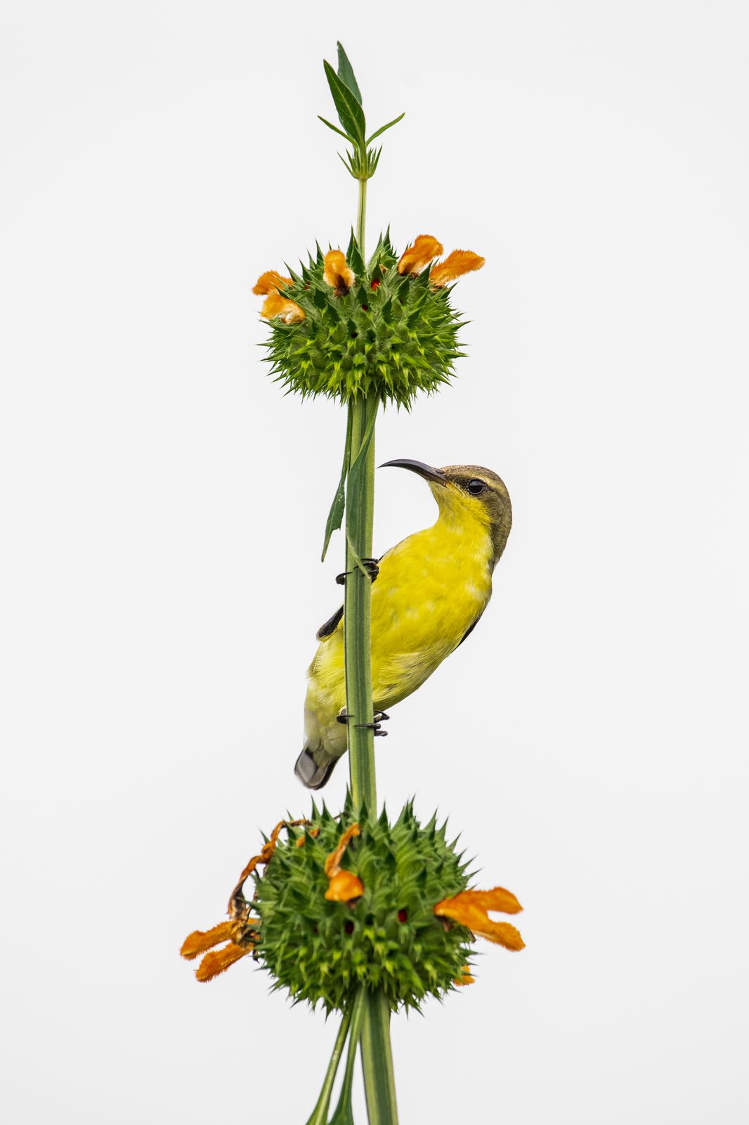 Birds 158