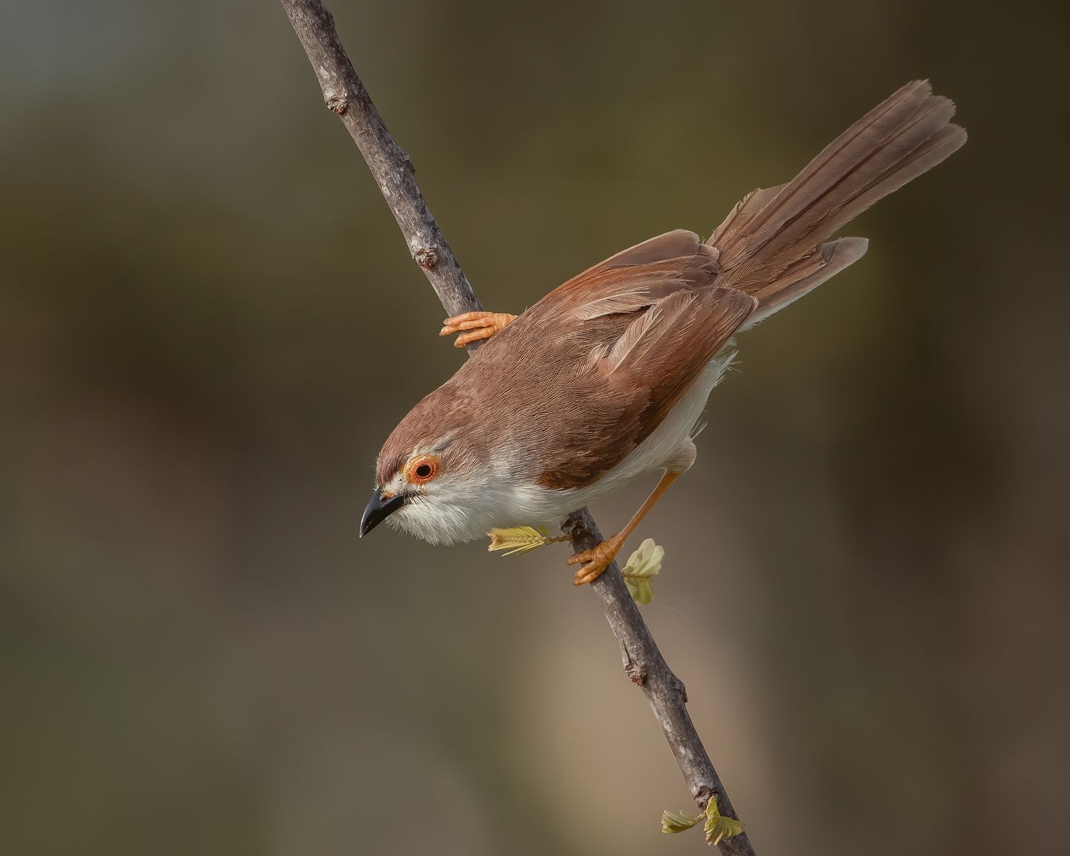 Birds 160