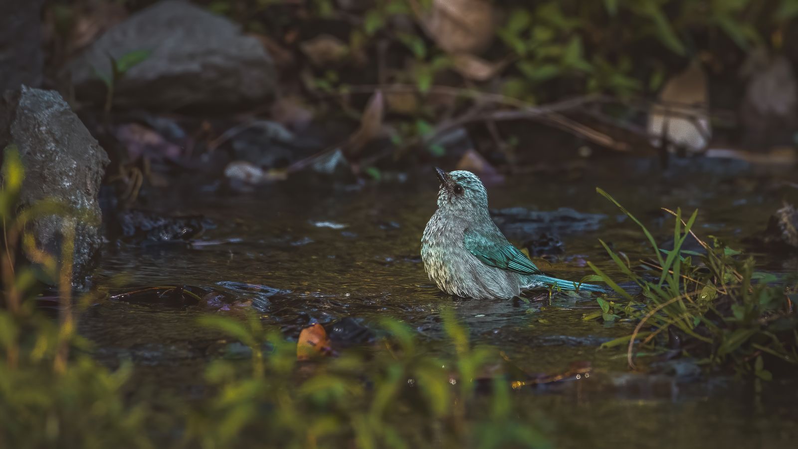 Birds 161