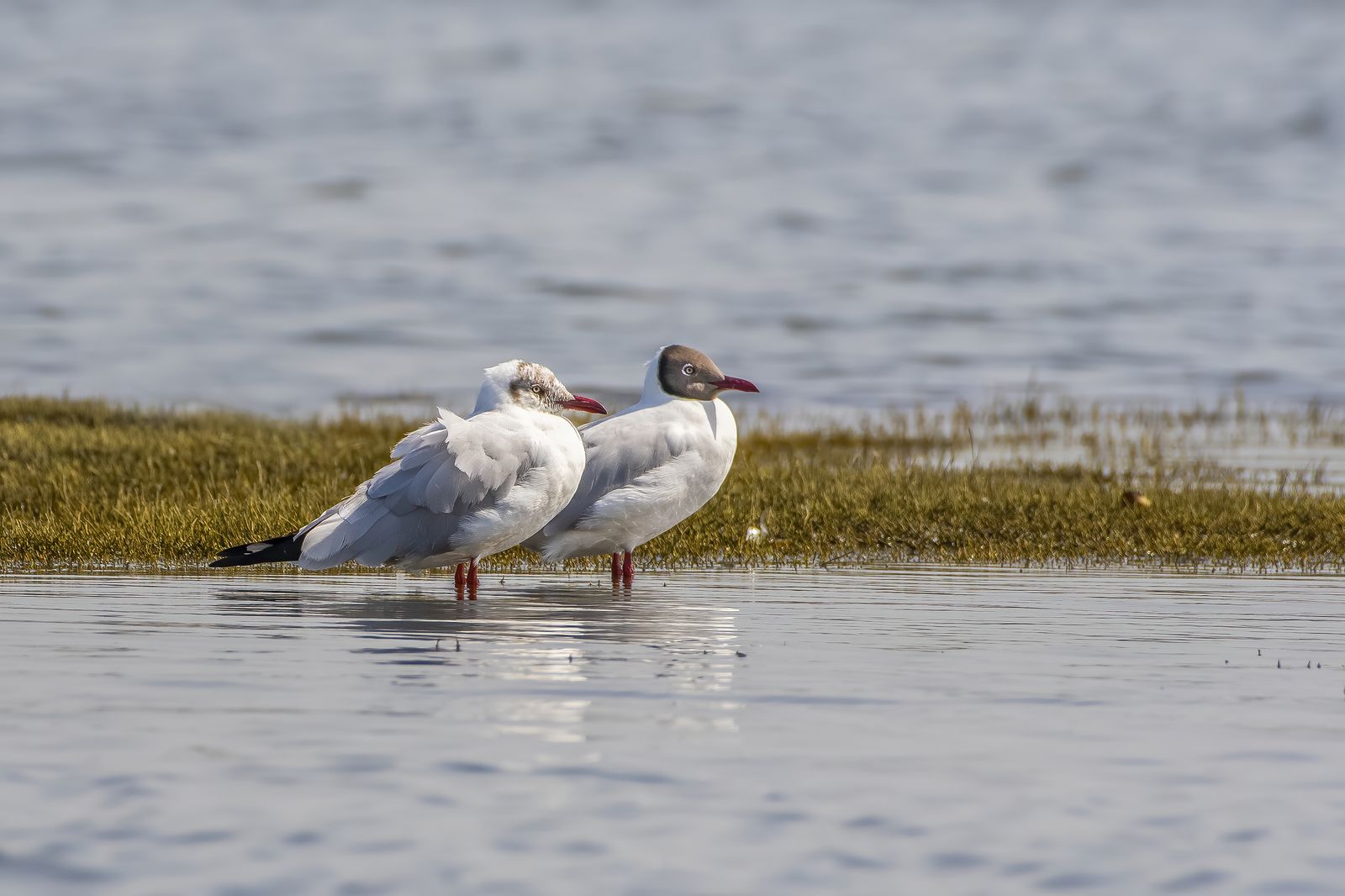 Birds 162