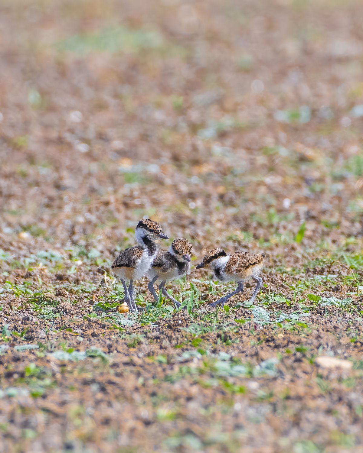 Birds 163