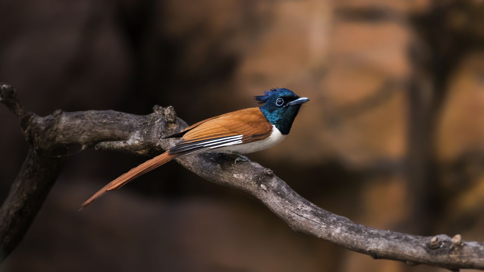 Birds 164