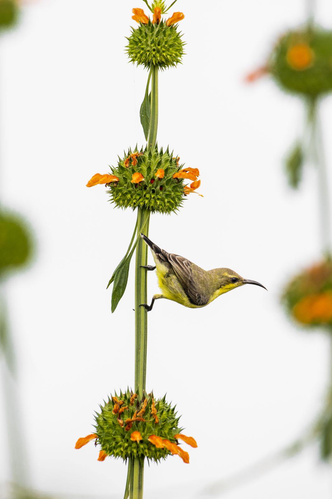 Birds 165