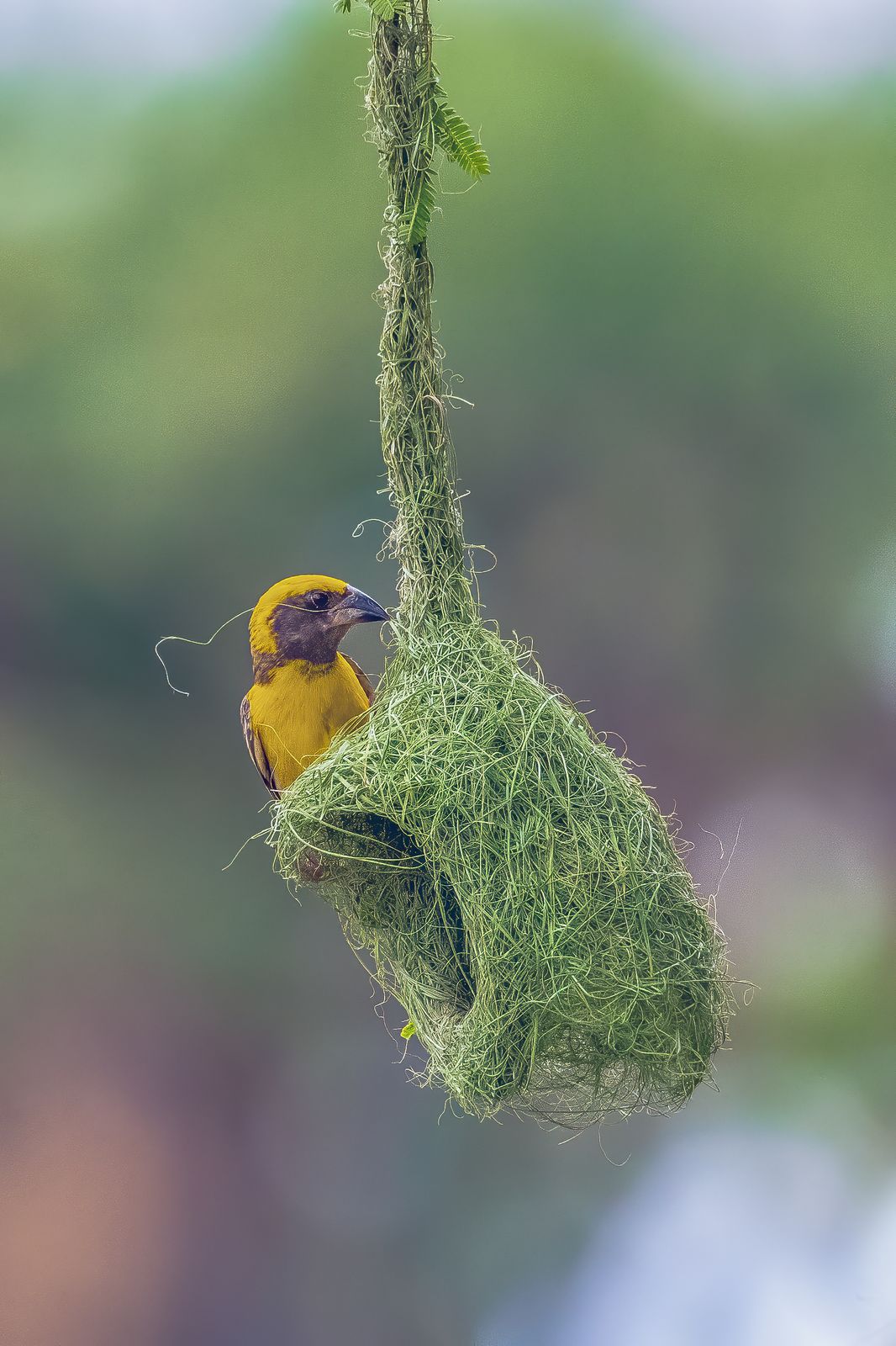 Birds 172