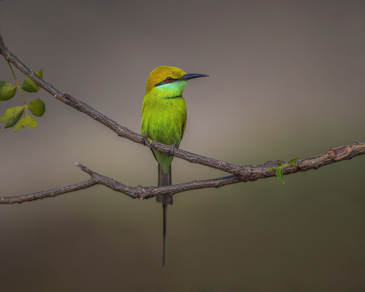 Birds 173
