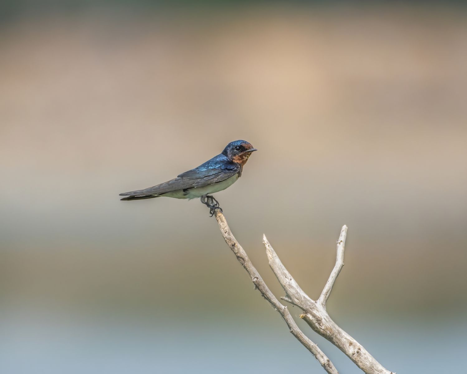 Birds 174