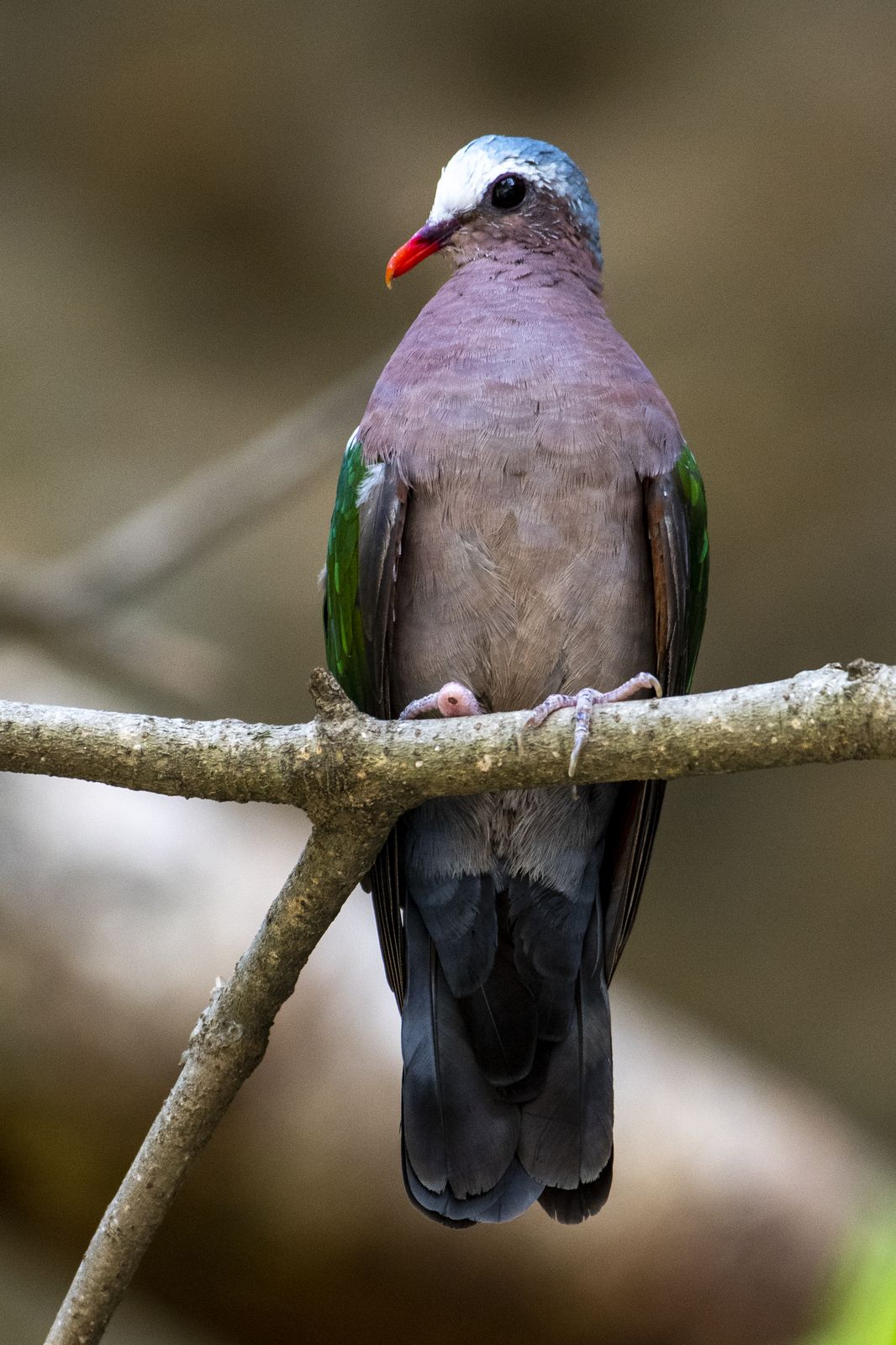 Birds 177