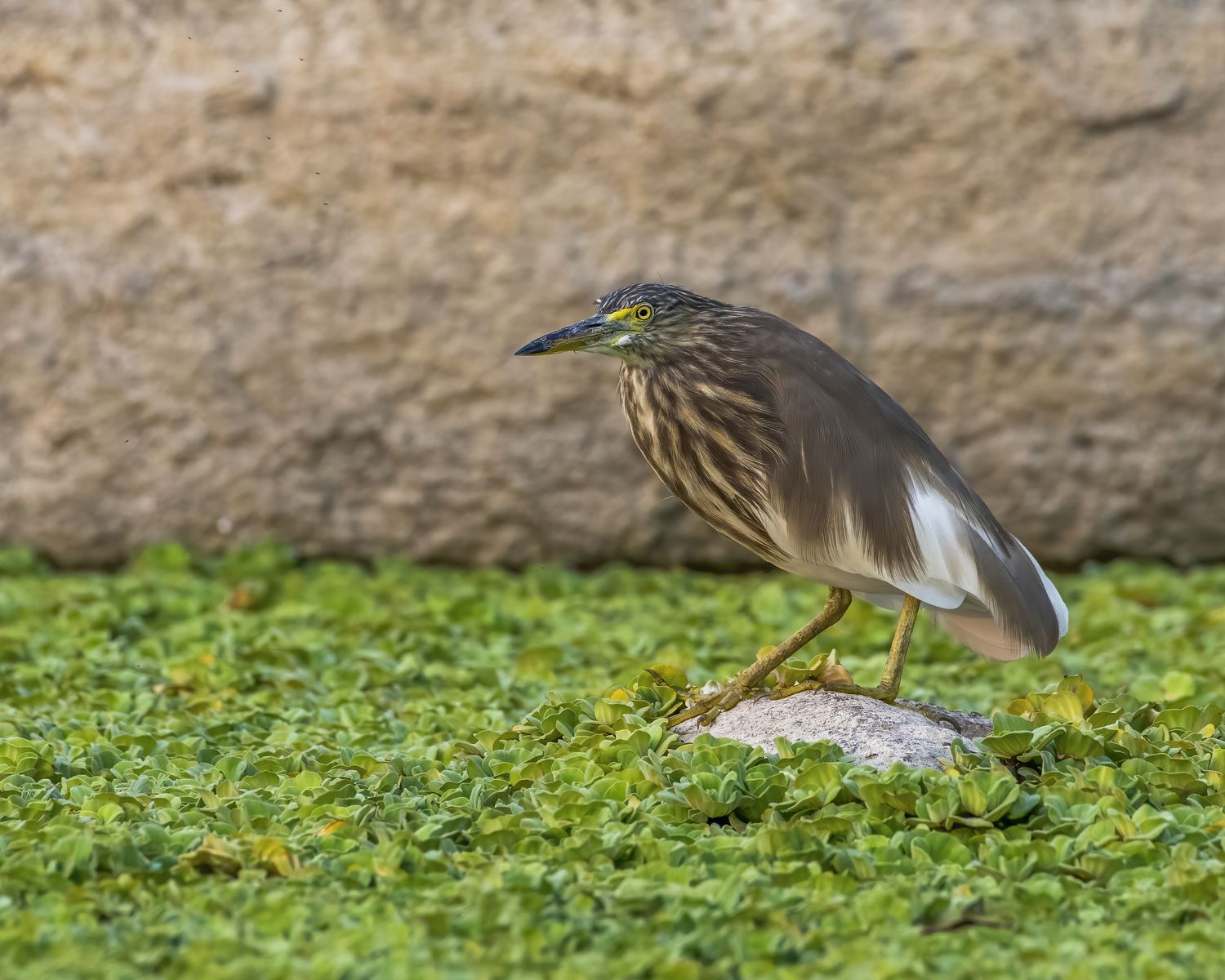 Birds 179