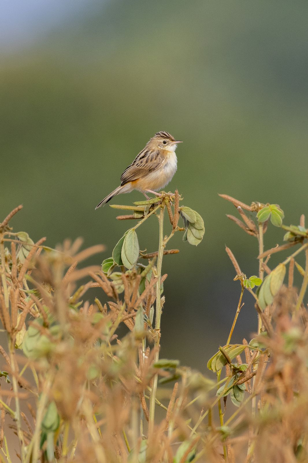 Birds 182