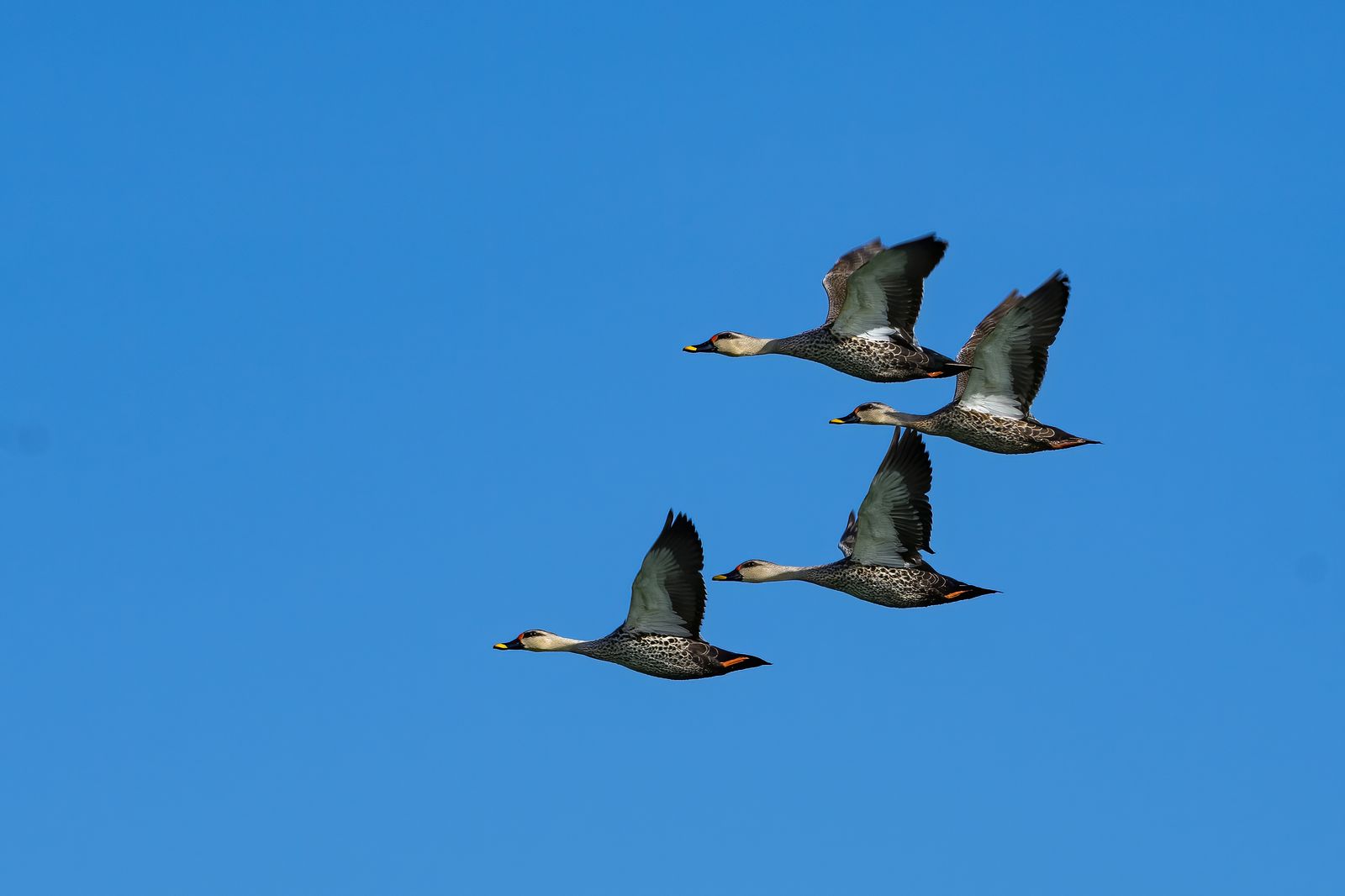 Birds 183