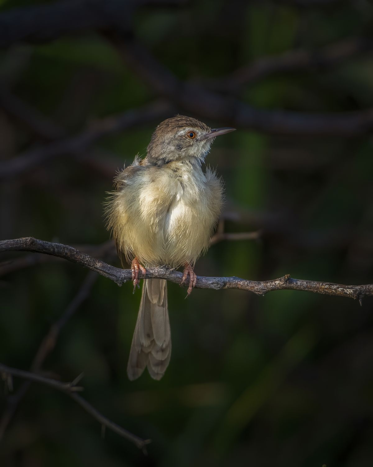 Birds 184